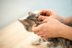 女兽医使用抗跳蚤药水来治疗猫