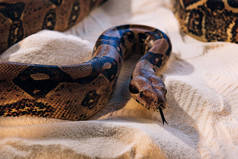 在沙地上伸出舌头的蟒蛇的选择性焦点