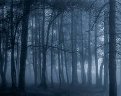 黑雾的树林里。转换为黑色和白色。健美的蓝色。（模拟摄影。滑膜 120)