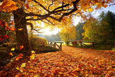 秋天的树林。美丽的田园风光.