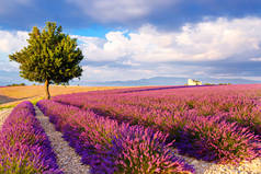 在普罗旺斯，法国的 valensole 附近的薰衣草田.