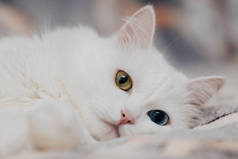 有不同颜色的眼睛的动物。 一只长着蓝眼睛和杏仁眼睛的奇怪的猫。 异色症。 土耳其安哥拉猫躺在斑斑的背景上.