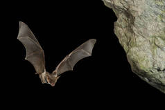蝙蝠秃鹰, 蝠蝠, 在他的洞穴飞行