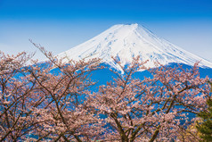 春天，樱花盛开樱花富士山