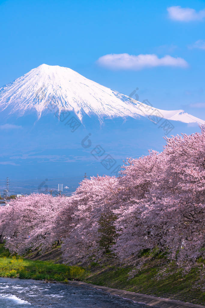 富士山 (富士山) 与樱花樱花在河边, 静冈县, 日本静冈.