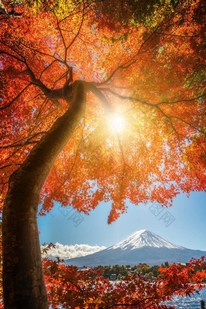 日本富士山五彩缤纷的秋天- -川崎湖是日本欣赏富士山枫叶景色的最佳地点之一，这些枫叶的颜色不断变化，给富士山画上了鲜明的色彩.