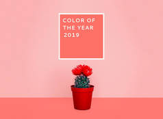 小仙人掌在一个时髦的背景花盆。2019年的颜色.