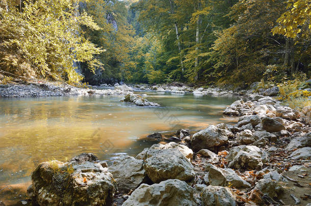 美丽的野生秋季森林的小溪或野生河和多彩的落叶。在秋天的波兰森林。黑暗的森林