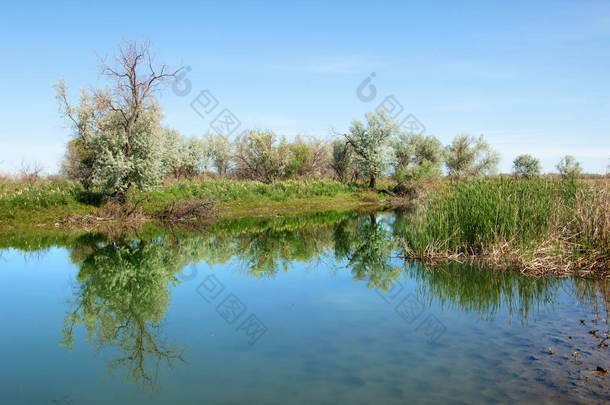 草原河芦苇夏天。在视图中的这条河的意见。小蓝河由<strong>晴朗</strong>的一天