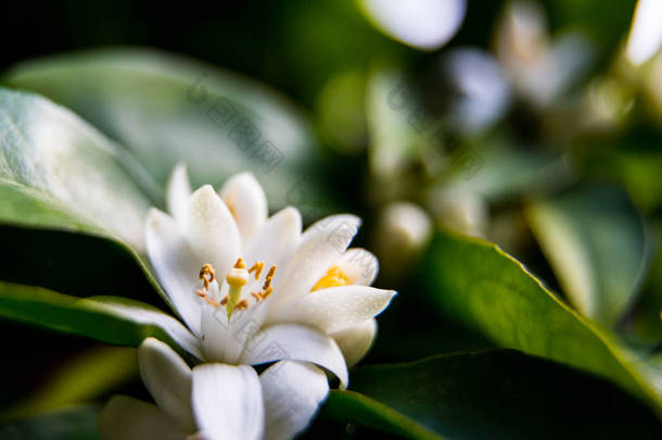 绿色明亮的橘子<strong>树</strong>叶子和橙色花罗莉与雨滴, 露水的背景。尼罗利油是一种精油, 从苦橙<strong>树</strong>的花朵产生它的香味是甜的, 蜂蜜和有点金属与绿色和辛辣的方面