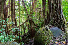 位于夏威夷大岛的赤卡州立公园中的热带雨林。榕树、藤本植物和其他有岩石和巨石的树叶.