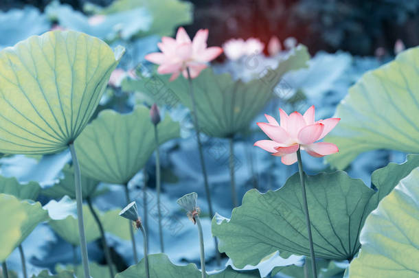 花园池塘里盛开的荷花