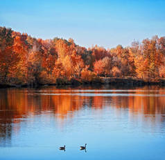 两只鹅在池塘里游泳在秋天色调与复古复古 instagram 过滤器