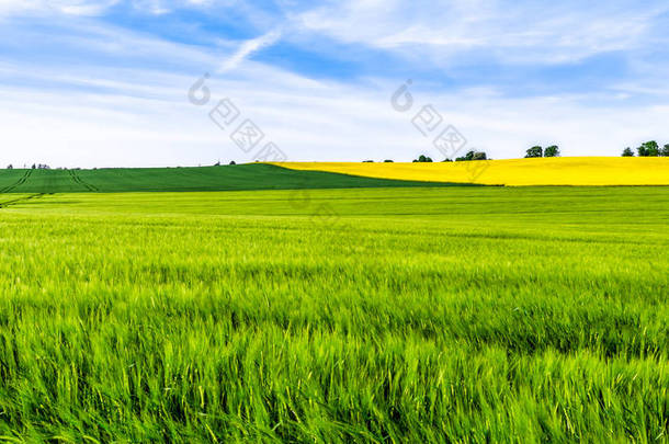 绿色农场, 农田全景, 农田上的小麦作物, 春天的风景