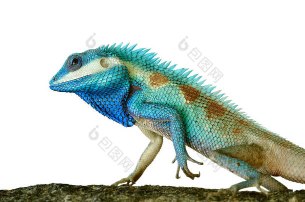 中印森林蓝蜥蜴，鳞片锐利，皮肤明亮，体格强韧，背景洁白。