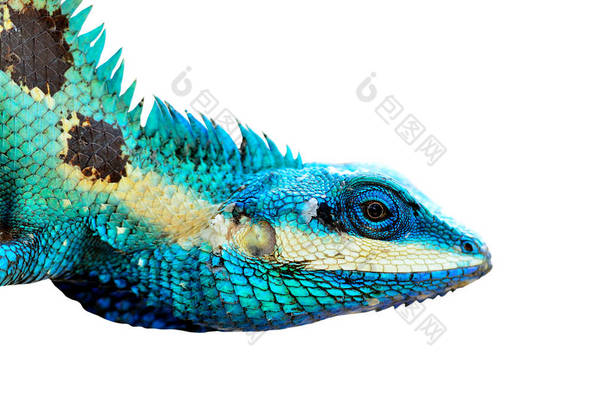 蓝蜥蜴头部特写，与白色背景隔离，<strong>色彩艳丽</strong>的蜥蜴