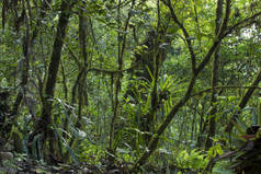 墨西哥恰帕斯 Huitepec 森林郁郁葱葱的热带雨林, 有苔藓覆盖的树木, 阔叶树, 蕨类植物和凤梨
