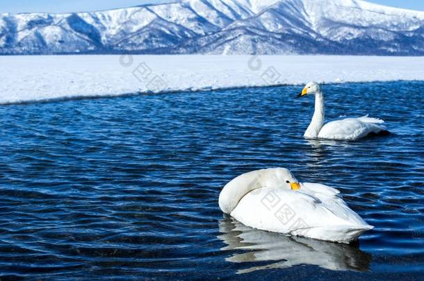 日本北海道亚坎国家公园冬日，天鹅绒或天鹅绒在Kussharo湖上游泳，背景雪山覆盖，亚洲<strong>鸟类</strong>探险，美丽典雅的皇家<strong>鸟类</strong>