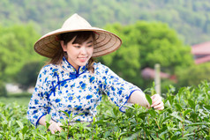 亚洲女孩采摘茶叶