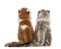 两个美国卷毛小猫，3 个月大，坐在和查找在白色背景前的后视图