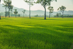 稻田绿色农业美丽的风景.生态系统稻田越南绿地天然小溪.热带自然日出中的金绿色稻田.可持续性前景