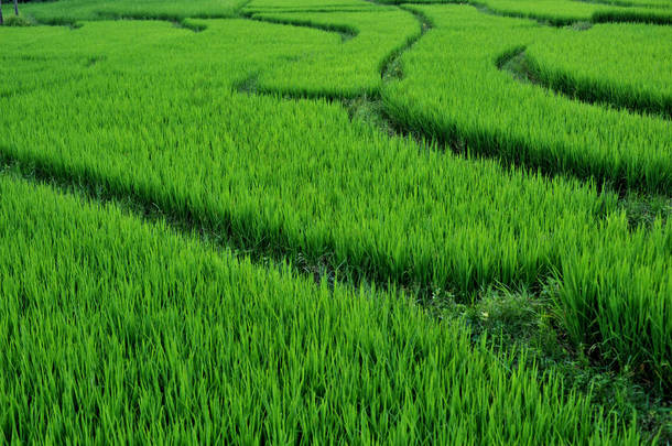 近稻田稻田水稻自然背景