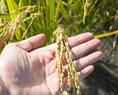 农民手准备好接受水稻成熟