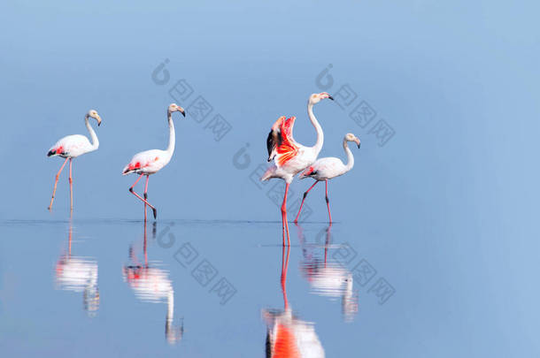 野生非洲鸟。在阳光灿烂的日子里，成群的粉红非洲火<strong>烈</strong>鸟在蓝色的泻湖上漫步