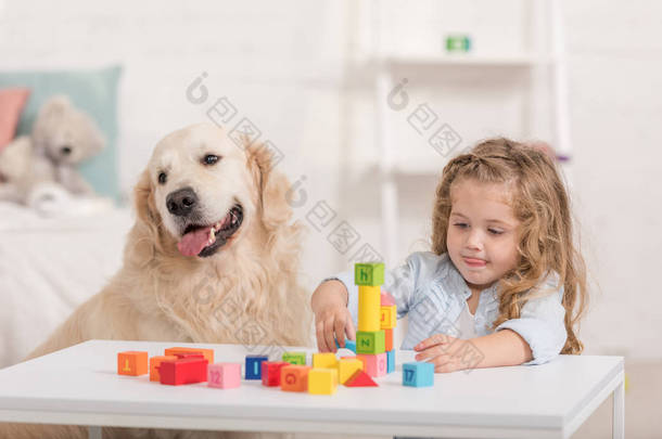可爱的孩子玩教育立方体, 金毛猎狗坐在<strong>儿童房</strong>的桌子附近