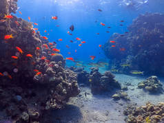 在红海与鱼类和珊瑚一起潜水水下珊瑚礁世界
