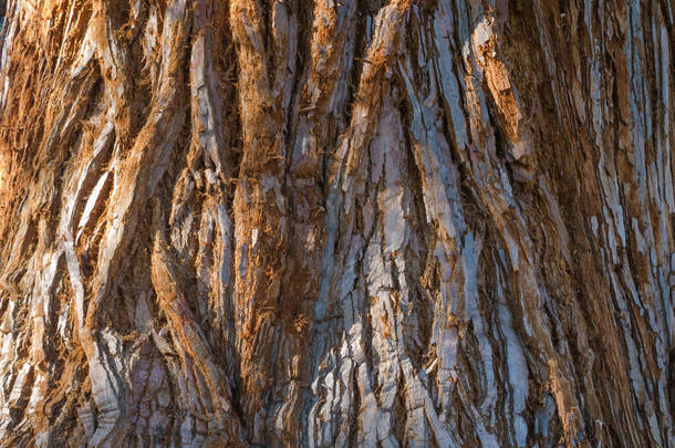 巨大的红杉（红杉）的树干树皮。<strong>靠近点</strong>