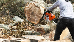 在纽约长岛的一场飓风中，有选择地把重点放在用链锯清理倒下的树木上