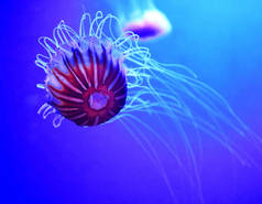 Japanese sea nettle (Chrysaora pacifica) is a jellyfish in the family Pelagiidae