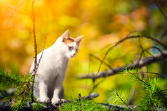 树上的白色猫咪
