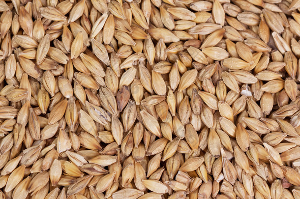 Barley beans in wooden plate. Grains of malt close-up. Barley on sacking background. Food and agricu