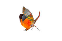 美丽的昆虫色的 pyrops 尖刺灯笼苍蝇, 富力虫, 灯笼虫或灯笼苍蝇查出在白色的背景可以发现在整个南邦泰国.