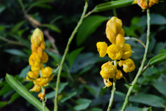 黄色花的癣布什或蜡烛灌木花卉或 Candelab