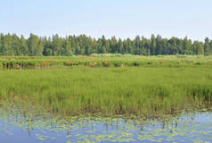 俄罗斯圣彼得堡湿地湖 Sestroretsky Razliv.