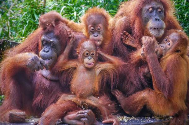 一群猩猩，包括两个带着年幼<strong>后代</strong>的母亲，正在享用葵花籽点心的滑稽画像.