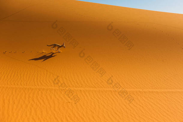 Fennec 狐狸, 撒哈拉大沙漠, 梅尔祖卡, 摩洛哥