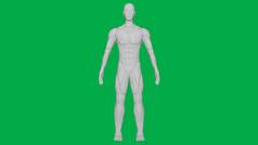 绿色屏幕背景下三维渲染肌肉解剖人形/人工智能人形雕塑模型(全身人形前视图))