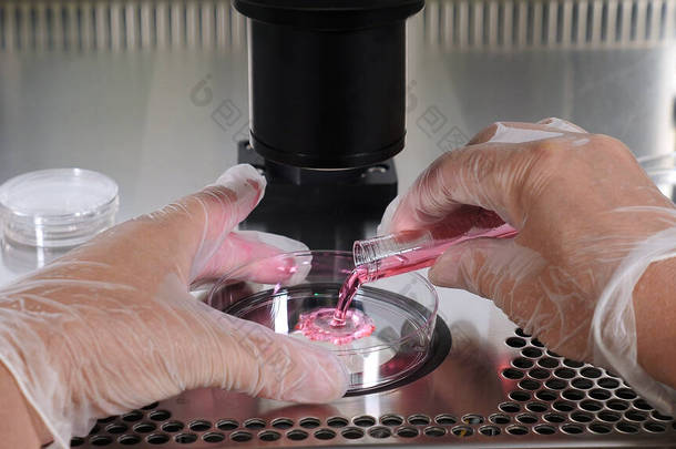 体外受精程序的结束。一名戴防护手套的胚胎学家将培养基从塑料试管滴入培养皿。生殖技术。怀孕方面的问题。人工授精.