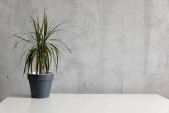 家庭办公室工作室中带绿色植物的现代工作台