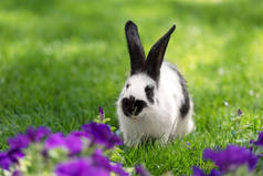 在紫色的烟草花附近的绿草可爱的黑白兔子