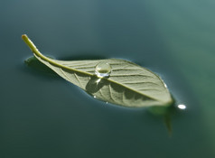 叶上的水滴