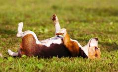 一天梦想的一条狗，在草地上