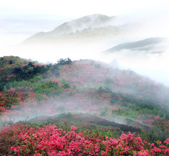 azelea 花朵与灌木丛朦胧春山.