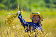 女人割稻子
