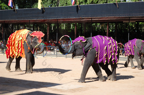 著名的大象表演在农东巴热带花园