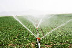 下午晚些时候灌溉洒水机给农田浇水
